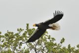Adult steller's Sea Eagle