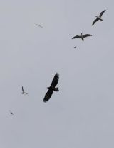 Steller's Sea Eagle mobbed by Slaty-backed Gulls