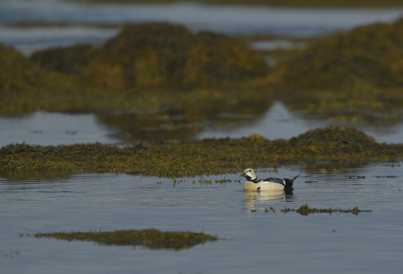 Drake Stellers Eider