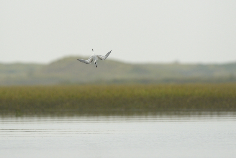 Sandwich Tern Diving