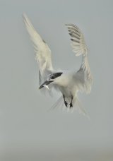 Sandwich Tern in Flight