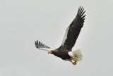 Adult Steller's Sea Eagle