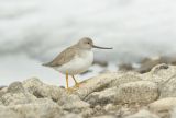 Terek Sandpiper