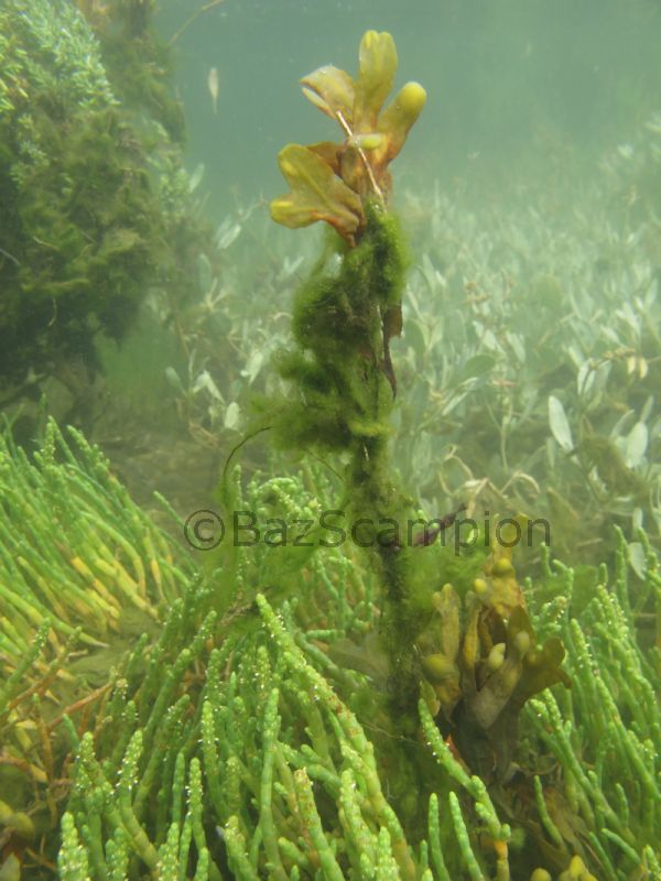 The underwater saltmarsh