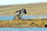 White-billed Diver at nest