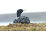 White-billed Diver
