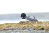 White-billed Diver on nest