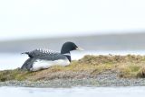 White-billed Diver at nest