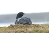 W.B.Diver on nest