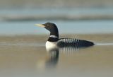Summer breeding White-billed Diver
