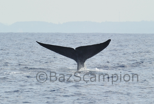 Blue Whale