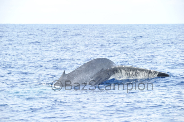 Blue Whale