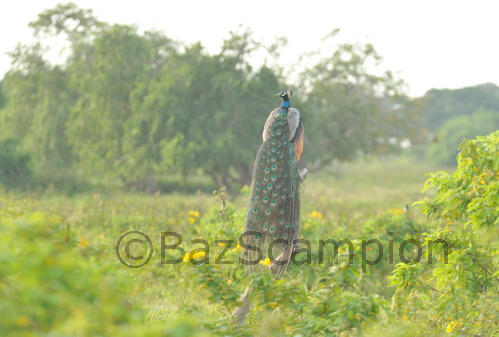 Indian Peafowl (Peacock)