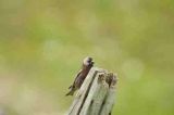 Grey crowned Rosy Finch