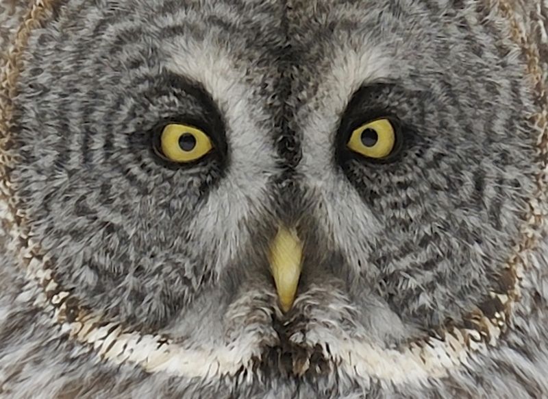 facial disc of a Great Grey Owl