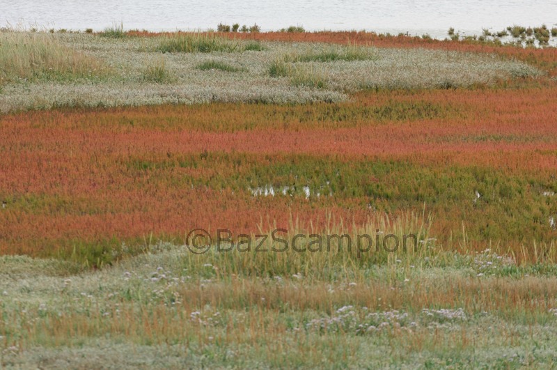 Amazing autumn colours of Sueda and Spartina