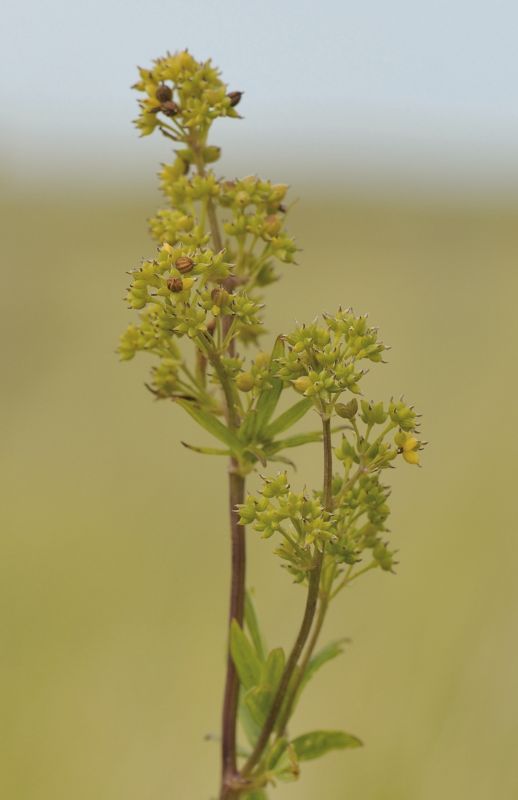 Lesser Meadow-rue or Wild Maidenhair Thalictrum minus Ssp arenarium