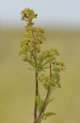Lesser Meadow-rue or Wild Maidenhair Thalictrum minus Ssp arenarium
