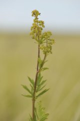 Lesser Meadow-rue or Wild Maidenhair Thalictrum minus Ssp arenarium
