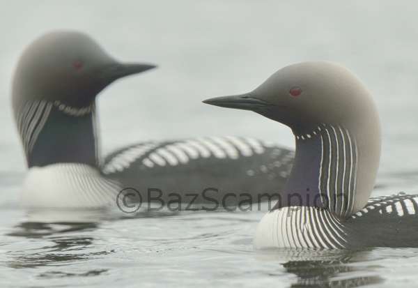 Pair of Pacific Divers