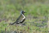 Pacific Golden Plover
