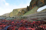 Red Seaweed and Lichen covered cliffs, Gladkovskoya Bay, Bering Island.