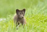 Arctic Fox