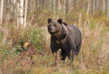 Brown Bear