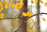 Crested Tit amongst autumn Birch leaves