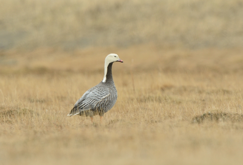 Emperer Goose