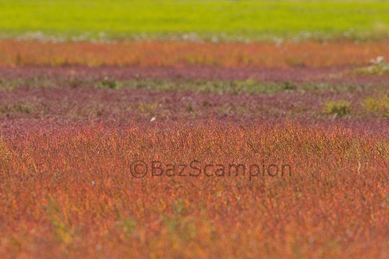 sueda and Spartina autumn spectacle