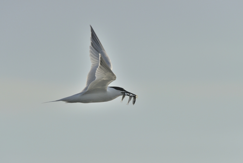 Sandwich Tern carrying three Spratts at the Ternery Scolt Head Island
