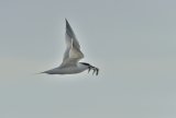 Sandwich Tern carrying three Spratts at the Ternery Scolt Head Island