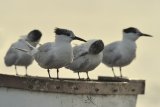 websandwichtern2