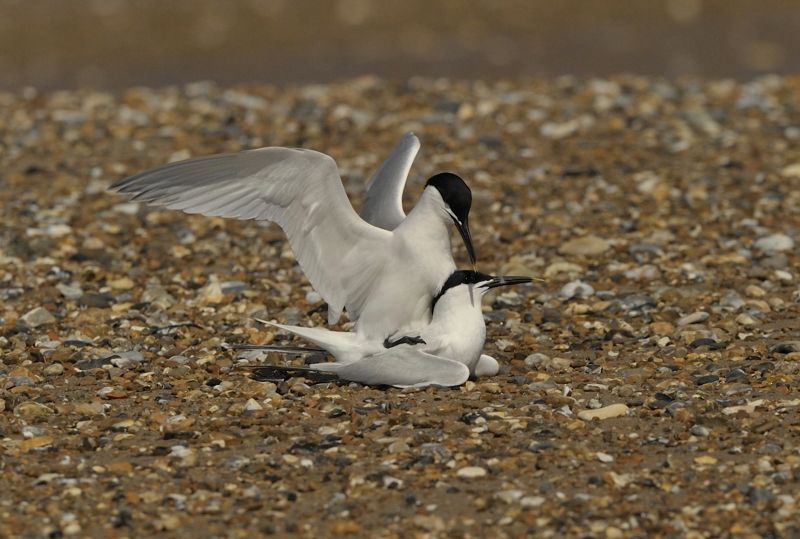 Sandwich Terns Mating