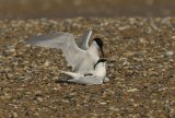 Sandwich Terns Mating