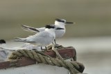 websandwichtern4