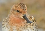 Spoon-billed Sandpiper