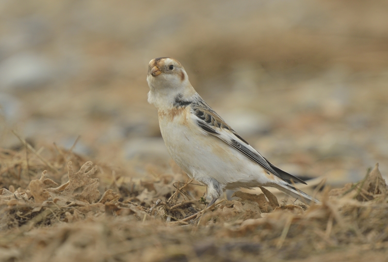 Snow Bunting