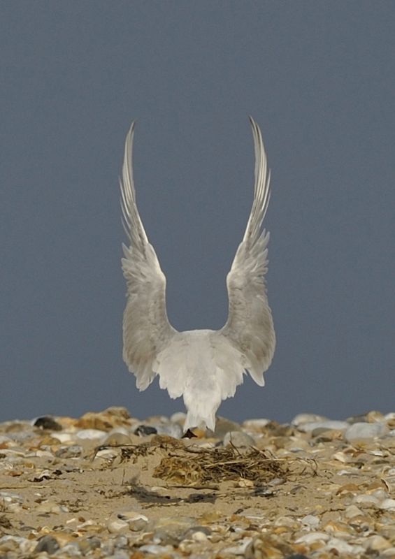 Sandwich Tern Landing