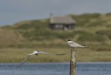 Common Terns on Hut Marsh Scolt Head Island