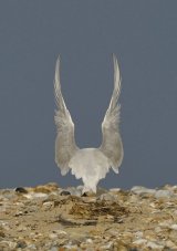 Sandwich Tern Landing