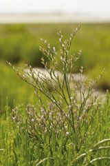 Lax-flowered Sea Lavender