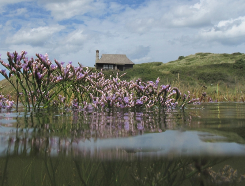 common sea lavender and the Hut