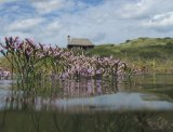 common sea lavender and the Hut