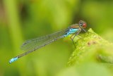 Male Small Red-eyed Damselfly