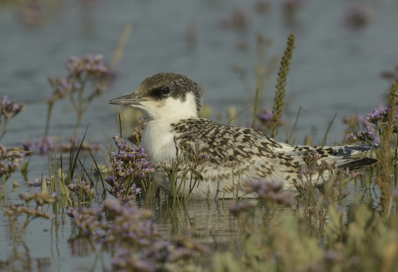 juvenile Sandwich Tern on Saltmarsh amongst sea lavender