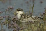 juvenile Sandwich Tern on Saltmarsh amongst sea lavender