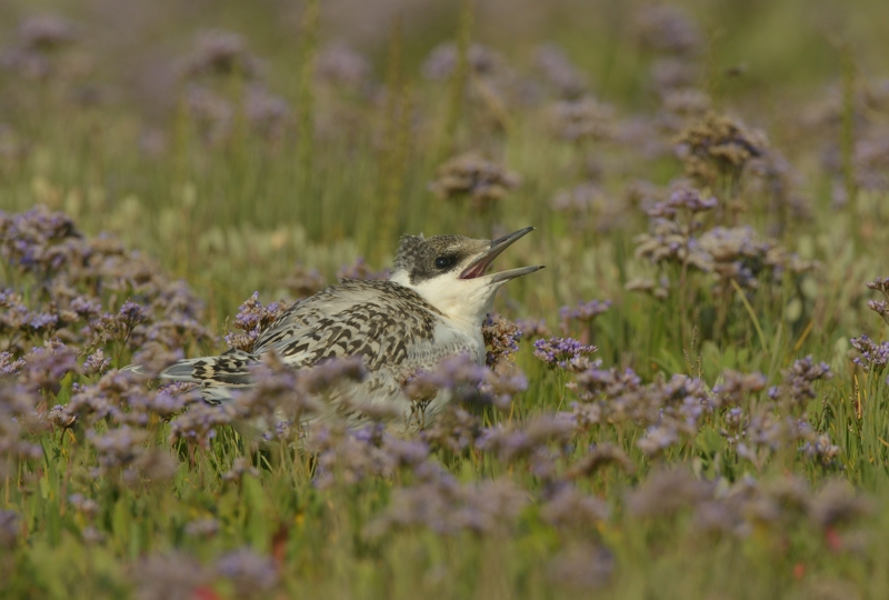 juvenile Sandwich Tern on Saltmarsh amongst sea lavender