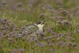juvenile Sandwich Tern on Saltmarsh amongst sea lavender